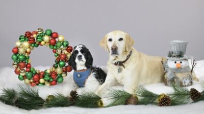dogs ready for Christmas