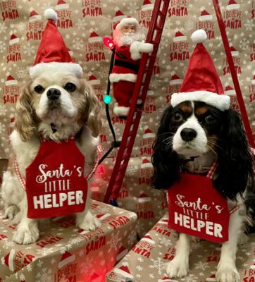 Cavaliers Santa dogs
