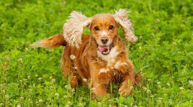 Natural remedies for arthritis in dogs