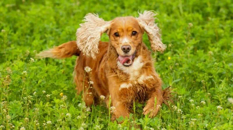 Natural remedies for arthritis in dogs