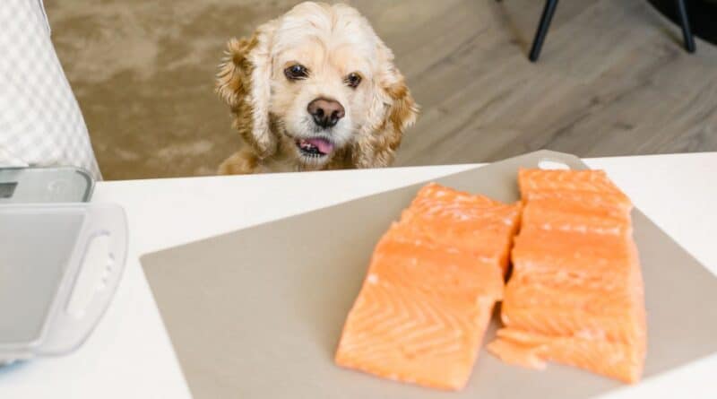 how to cook for your dog