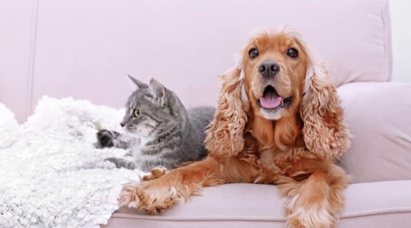 Do Cockers and cats get along?