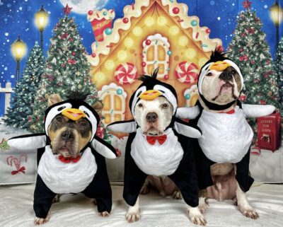 Penguin Dogs of Christmas