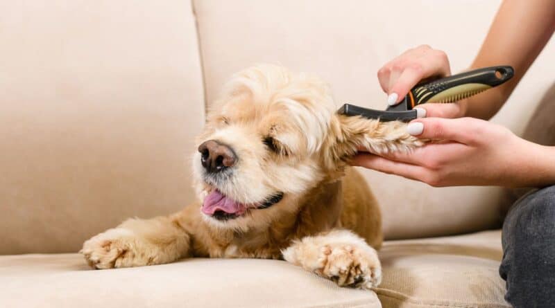 how to groom your difficult dog