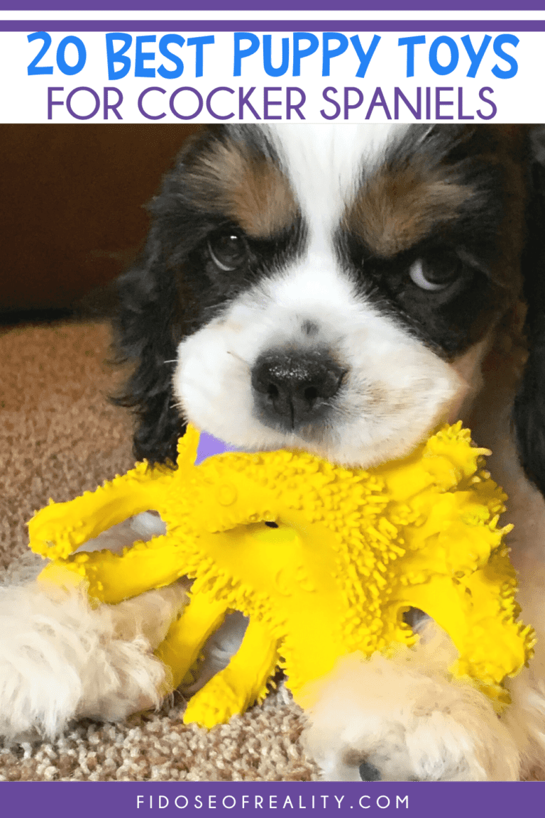 20 Best Puppy Toys for Cocker Spaniels Fidose of Reality