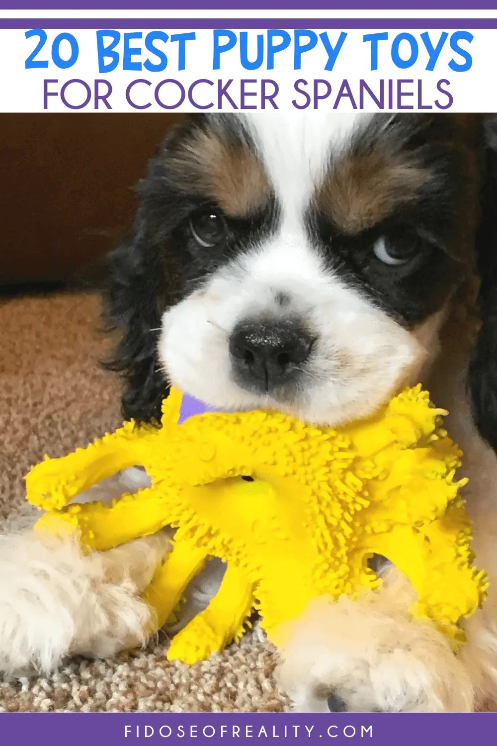my dog was attacked by other dogs