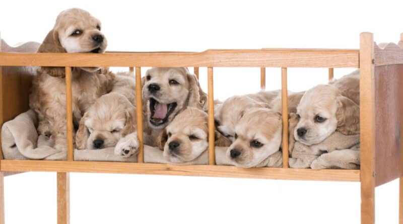 Cocker Spaniels puppies cuddled in a crib