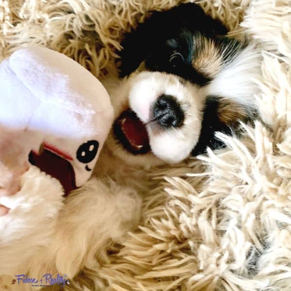 Alvin has little puppy teeth