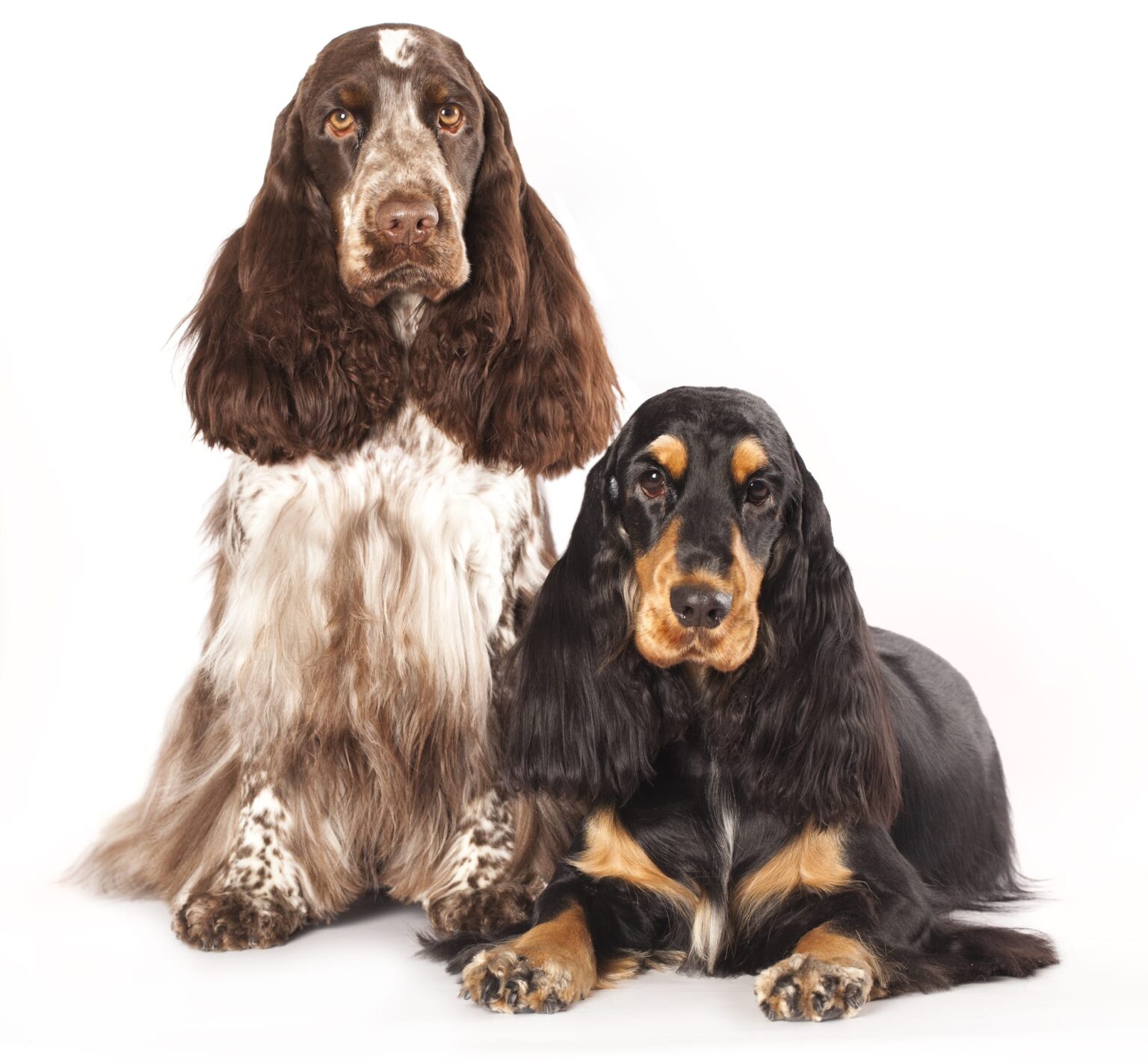 American Vs English Cocker Spaniel Differences