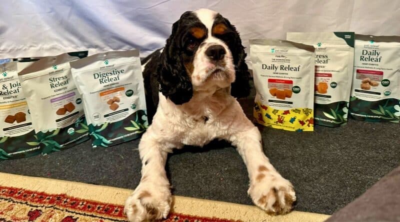 Daily Releaf CBD chews with Cocker Spaniel