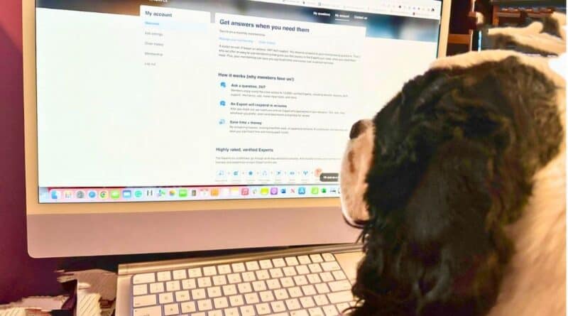Cocker Spaniel looking at computer screen