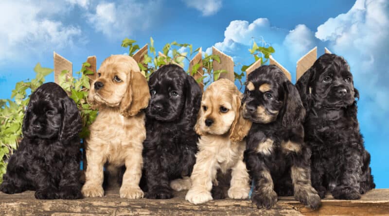 COCKER SPANIEL puppies for global pet expo
