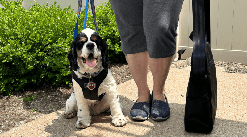 Cocker Spaniel best dog car harness and bag