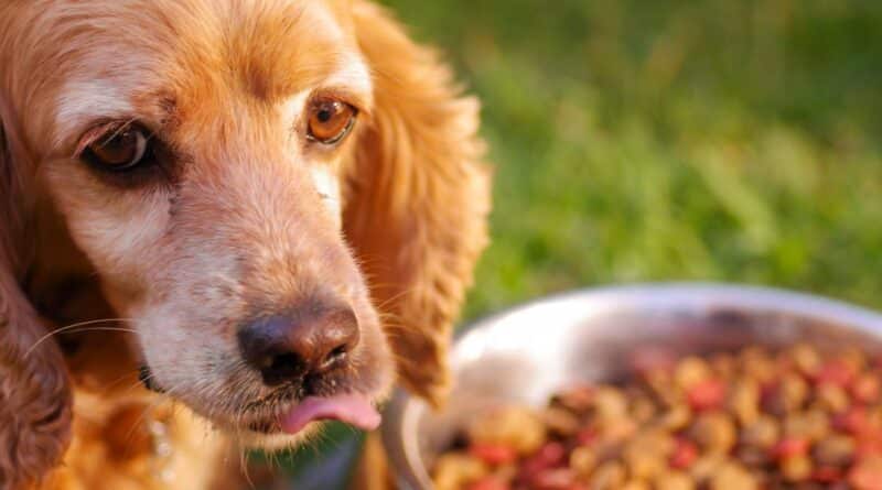 How much do vets make on recommending dog food?