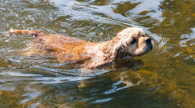 swimming for dogs safety tips