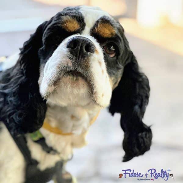 Cocker Spaniel Alvin