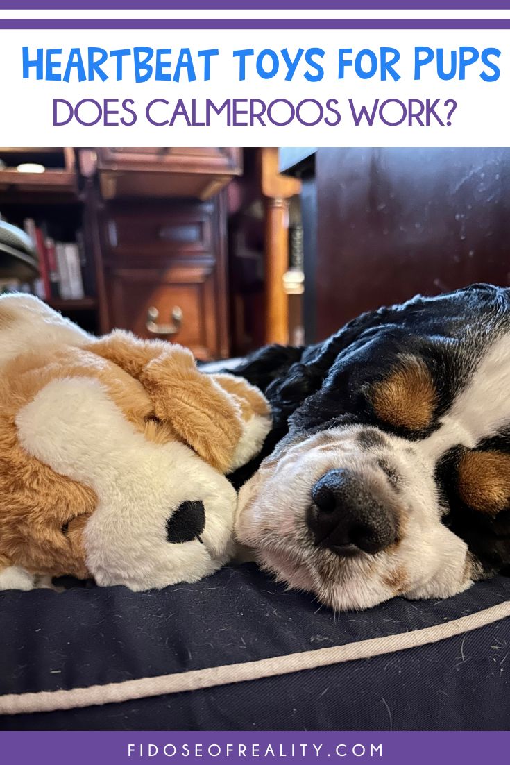 Heartbeat Toy For Puppies Does Calmeroos Work? Fidose of Reality