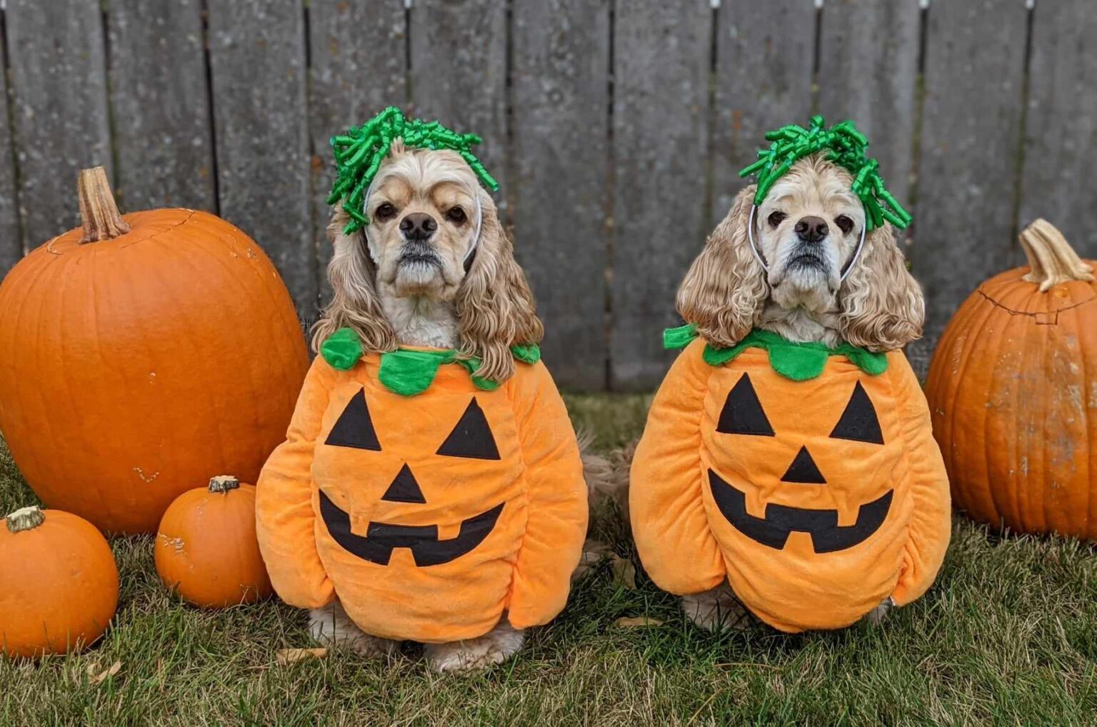 Fidose Of Reality Halloween Photo Contest For Dogs 2023 Fidose Of Reality