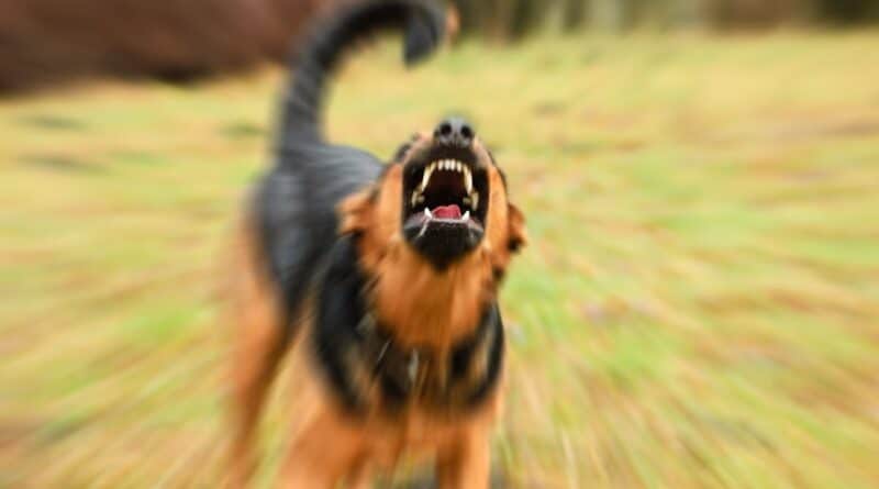 my dog was attacked by other dogs