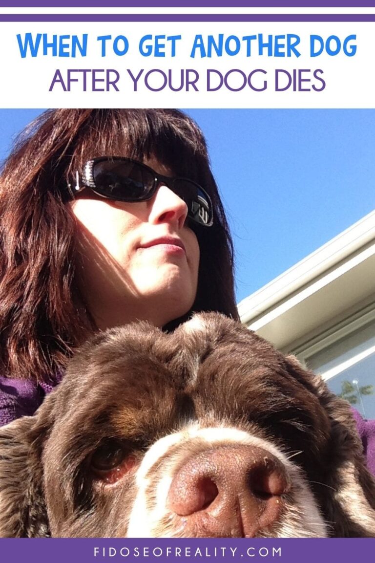 When To Get Another Dog