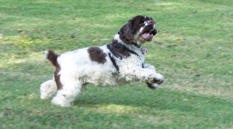 My Dog Is Limping On His Front Leg