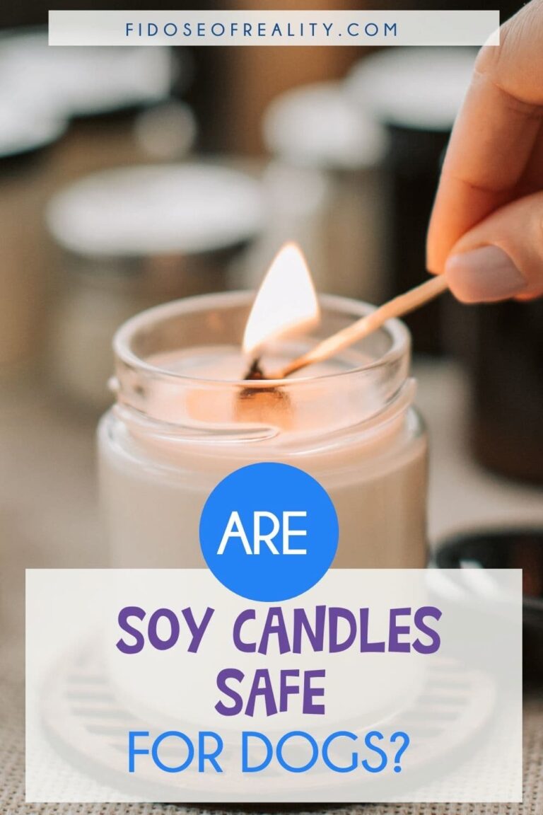 Are Soy Candles Safe For Dogs? Here's What To Know Fidose of Reality