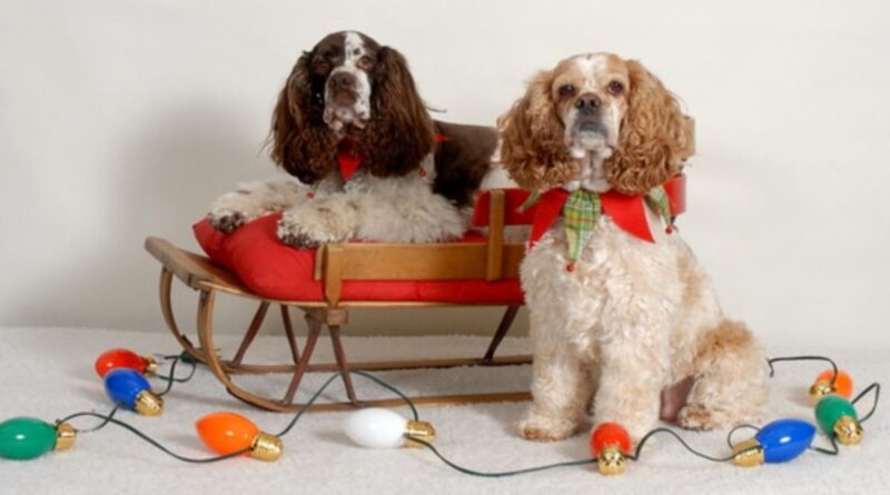 Dog Holiday photo contest 2023