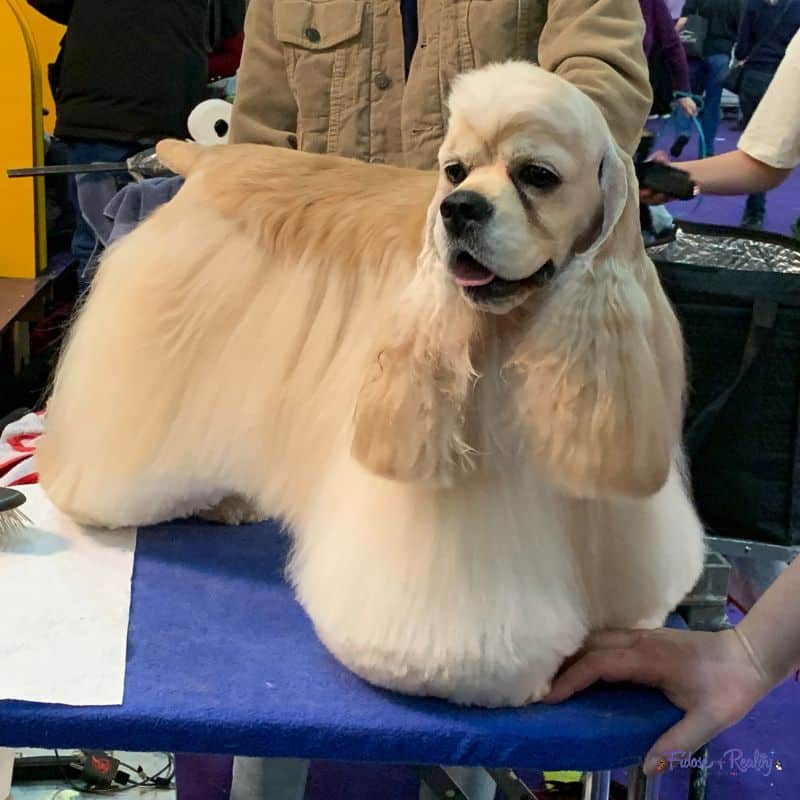 How To Groom A Cocker Spaniel At Home How To Guide Fidose Of Reality