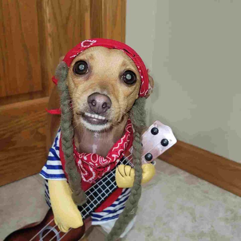 A dog dressed as Willie Nelson for Halloween
