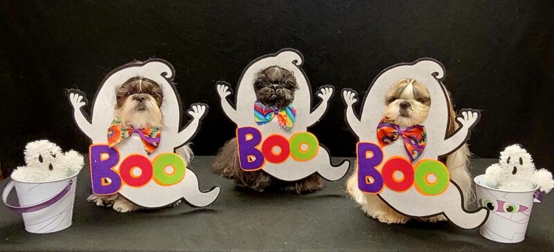 Three cute dogs dressed as ghosts