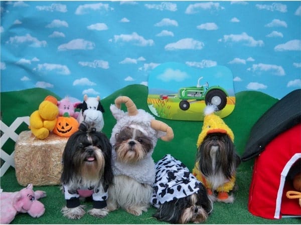 Dogs dressed as farm animals for photo contest for Halloween
