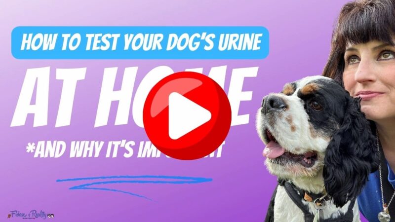 how to test your dog's urine at home