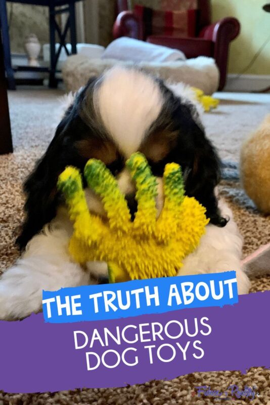 Dangerous dog toys and the hard truth pet parents need to know