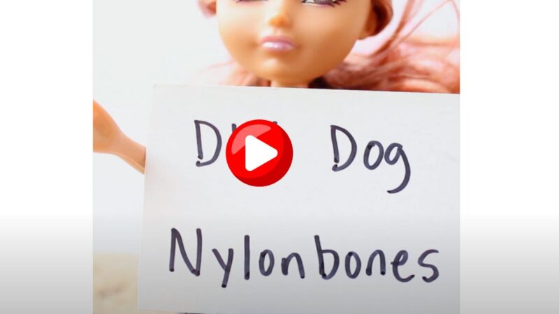 Dangers of Nylabones to dog