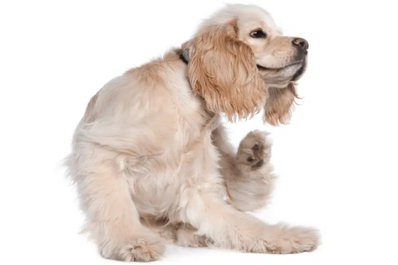 Cocker Spaniel scratches himself
