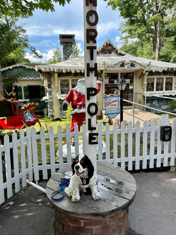 dog at amusement park