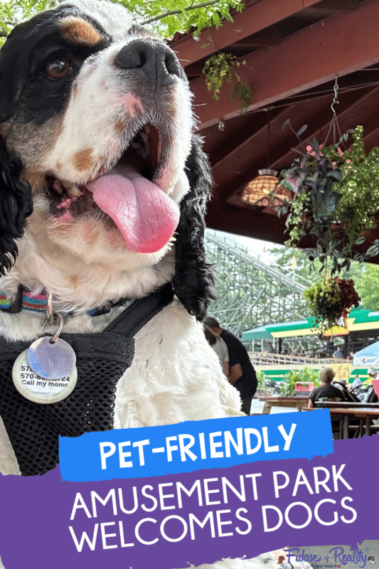 pet-friendly amusement park welcomes dogs