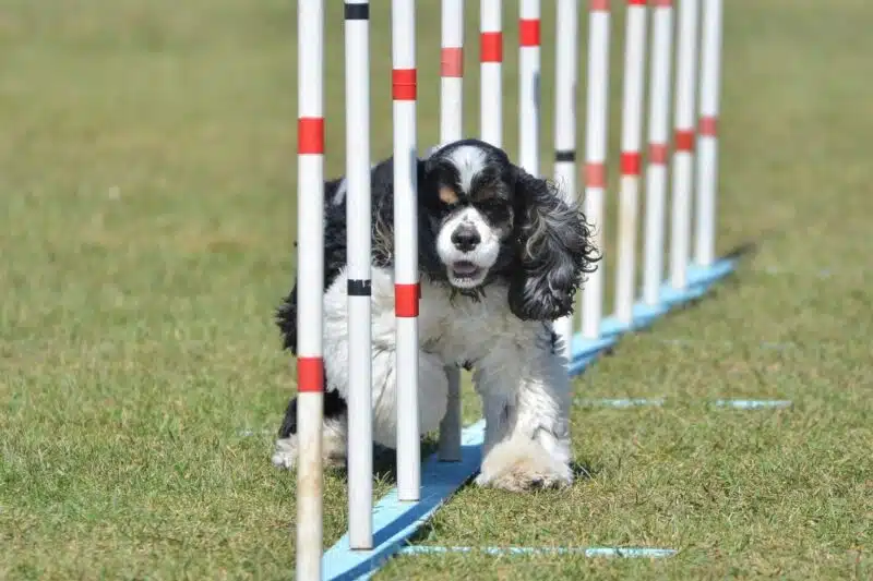 Agility pole Cocker Spaniel