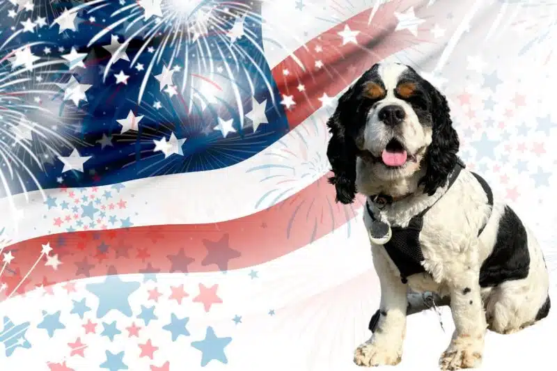 Surprising Fireworks Threats To Dogs