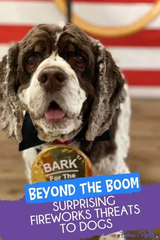 Dog fireworks threats