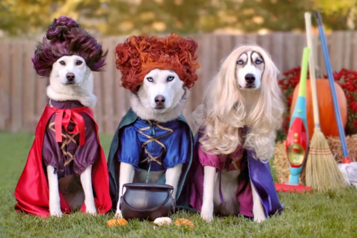Three dogs dressed Halloween photo contest for dogs