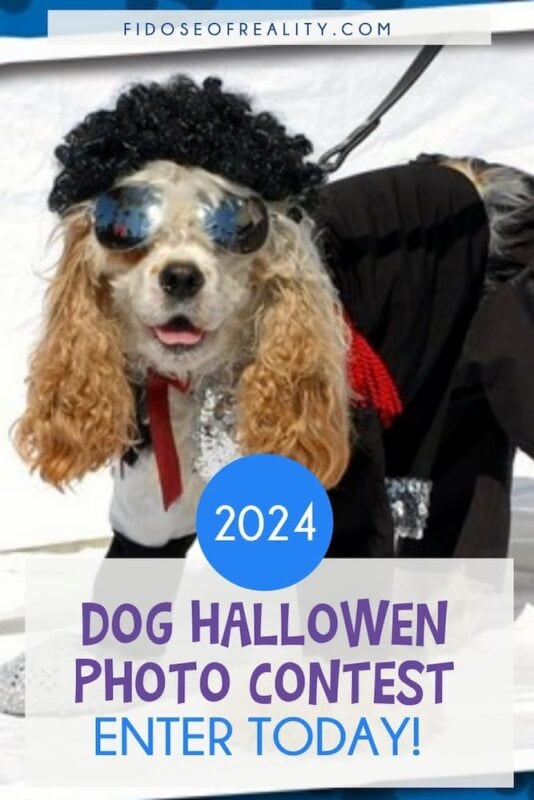 Halloween photo contest for dogs is open