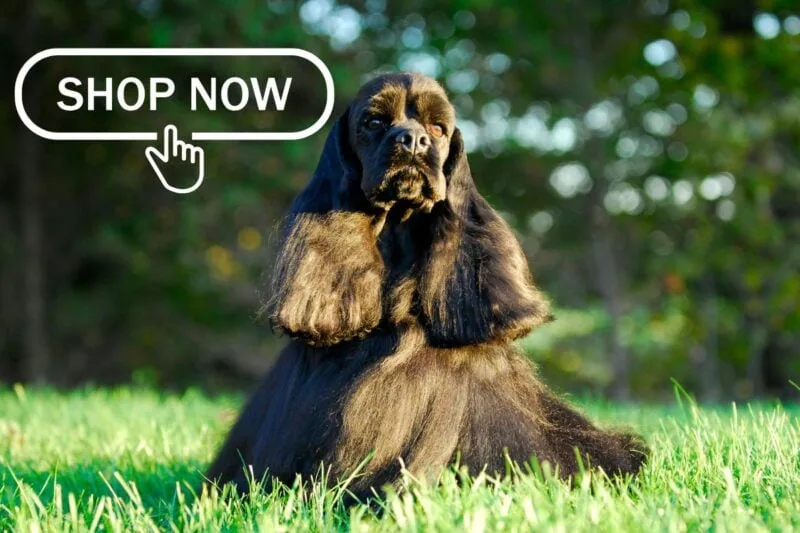 Shop now for Cocker Spaniel gifts