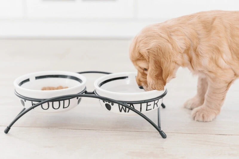 air-dried food for cocker spaniels