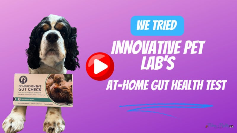 dog gut health test from Innovative Pet Lab