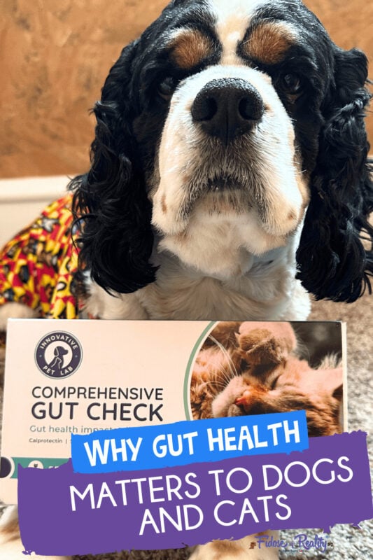 Why dog gut health matters