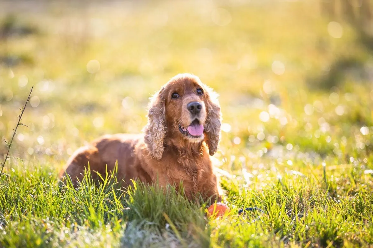 Dog Skin Problems with Cocker Spaniel smiling