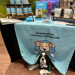 Dog under bone broth table
