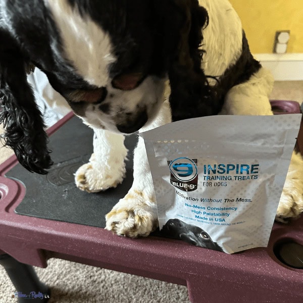 Dog sitting on dog training platform from Klimb