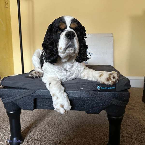 dog training platform as cocker looks